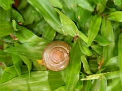 Gastropoda
