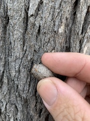 Corymbia clarksoniana