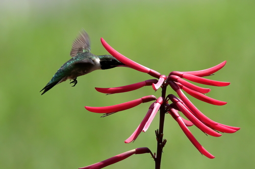 Ruby-throated Hummingbird photographed in Mississippi