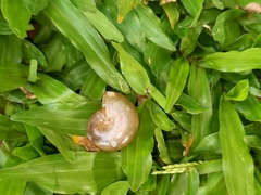 Gastropoda