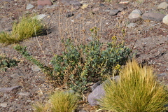 Senecio subumbellatus