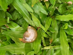 Gastropoda