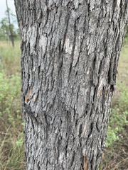 Corymbia clarksoniana