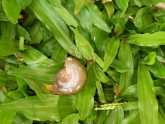 Gastropoda