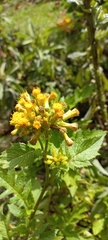Crassocephalum montuosum