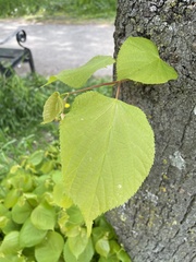 Tilia platyphyllos