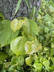 Tilia platyphyllos