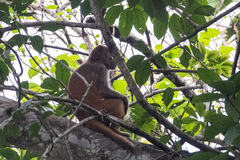 Macaca assamensis