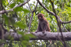 Macaca assamensis