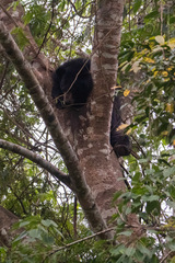 Ursus thibetanus