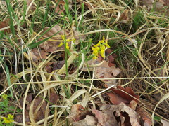 Genista germanica