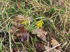 Genista germanica
