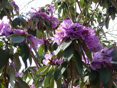 Rhododendron ririei