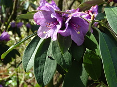 Rhododendron ririei