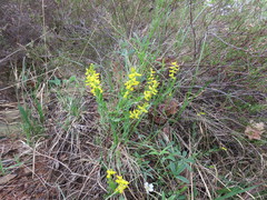 Genista germanica