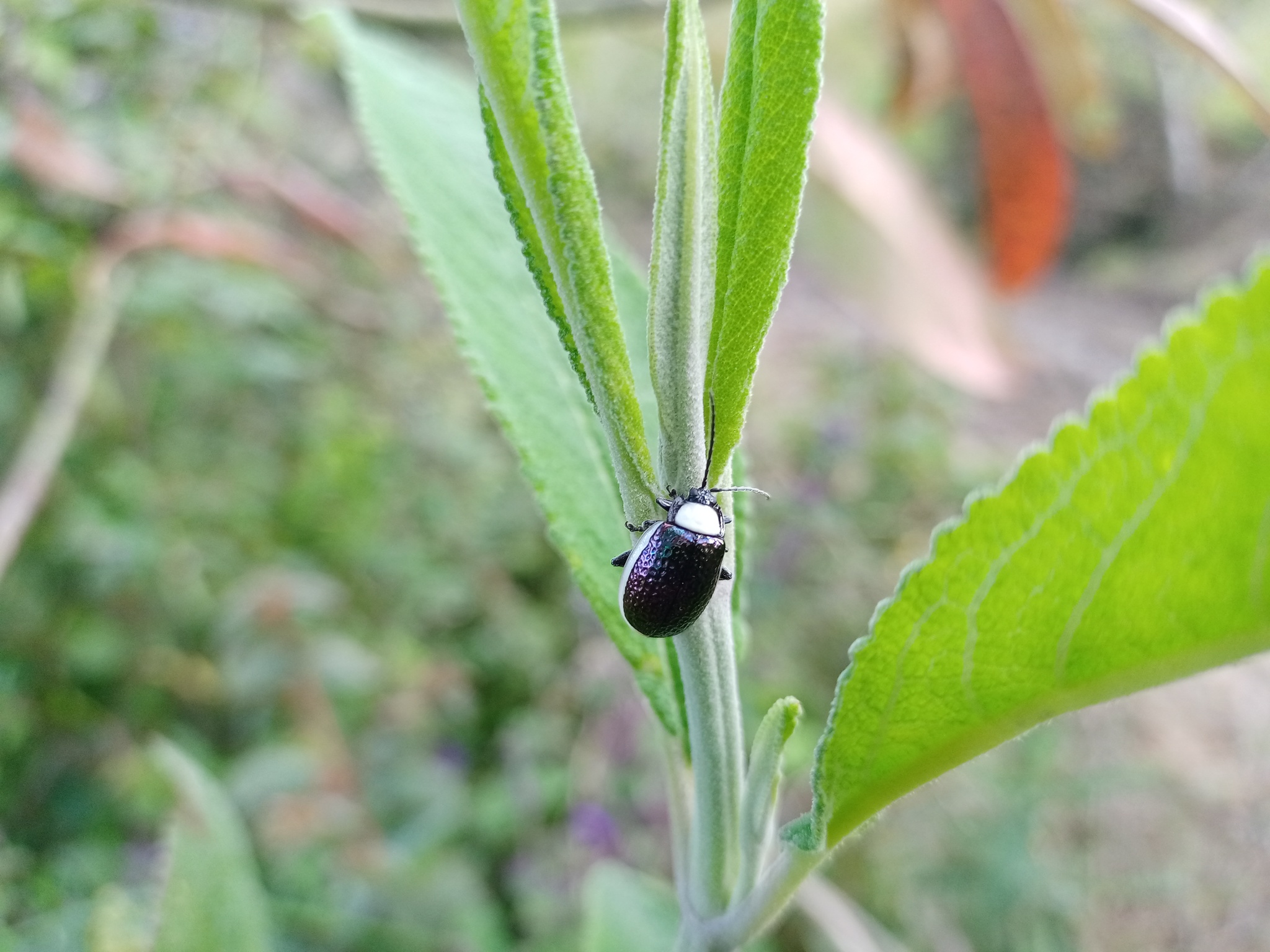 Chrysomelidae image