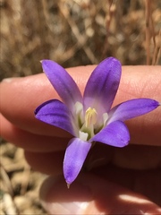 Brodiaea elegans elegans