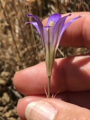 Brodiaea elegans elegans