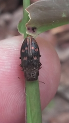 Chrysobothris viridiceps