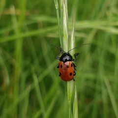 Cryptocephalus loreyi