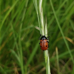 Cryptocephalus loreyi