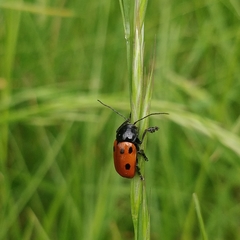 Cryptocephalus loreyi