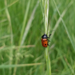 Cryptocephalus loreyi