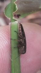 Chrysobothris viridiceps