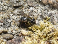 Cheilosia caerulescens