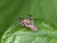 Tephritis vespertina