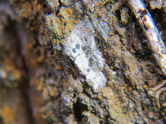 Bactrospora patellarioides