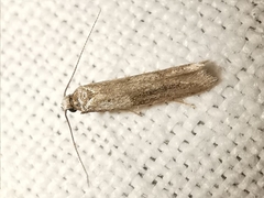 Blastobasis phycidella