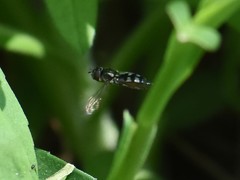 Platycheirus albimanus