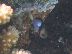Dascyllus flavicaudus