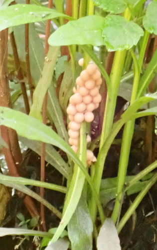 Pomacea paludosa image