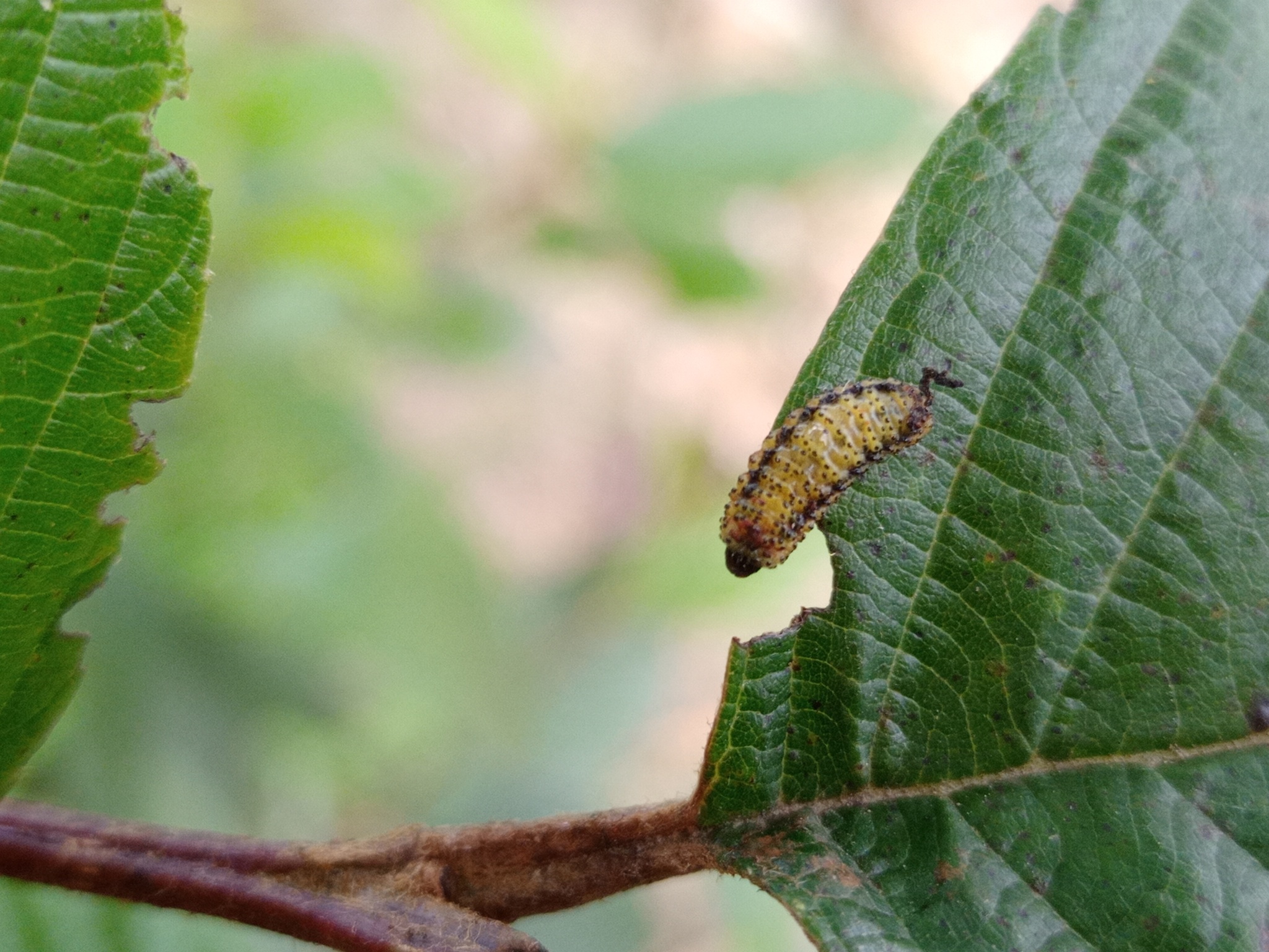 Curculionidae image
