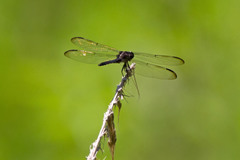 Libellula incesta