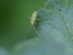 Adelphocoris quadripunctatus