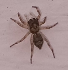 Salticinae