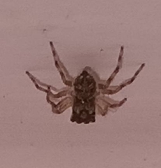 Salticinae