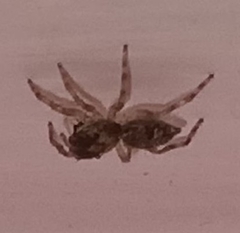 Salticinae