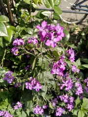 Lunaria annua