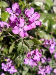 Lunaria annua