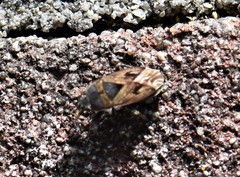 Trapezonotus arenarius