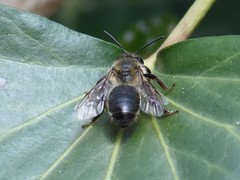 Anthophora furcata
