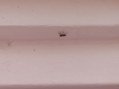 Salticinae