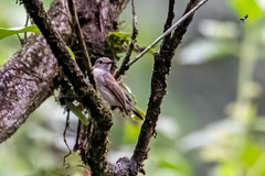 Muscicapa sibirica