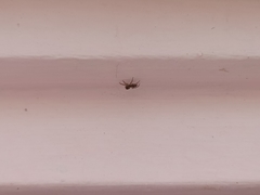 Salticinae