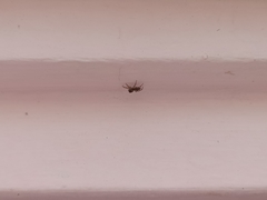 Salticinae