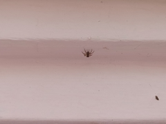 Salticinae